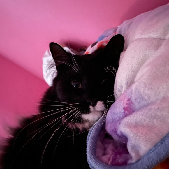 Meet your Posher, Harper - Picture 8 of 14